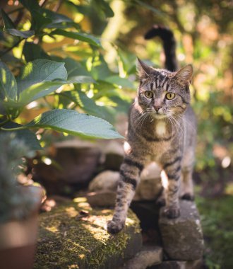 Kedi arka bahçede pusuda bekliyor.