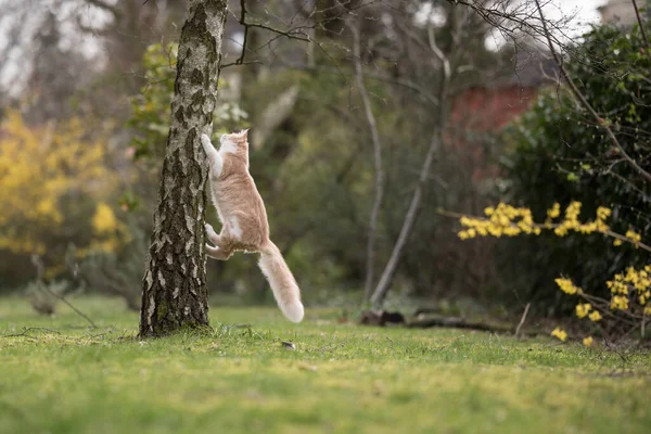Katze klettert auf Birke — Stockfoto