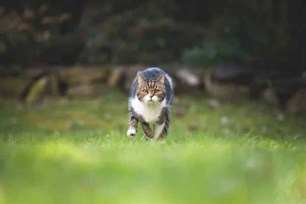 Chat courant dans le jardin — Photo