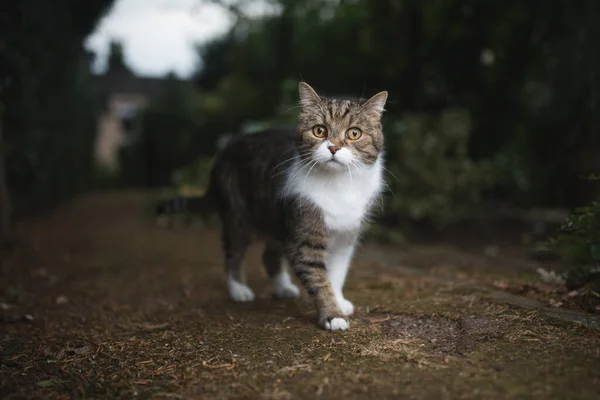 Gatto in piedi su un sentiero guardando la fotocamera — Foto Stock