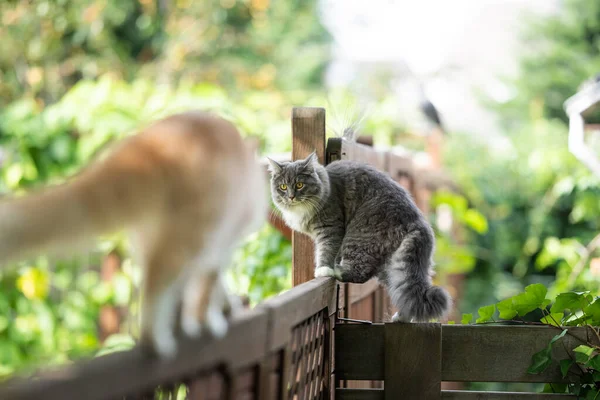 Two cats balancing on fence — Stock Photo, Image