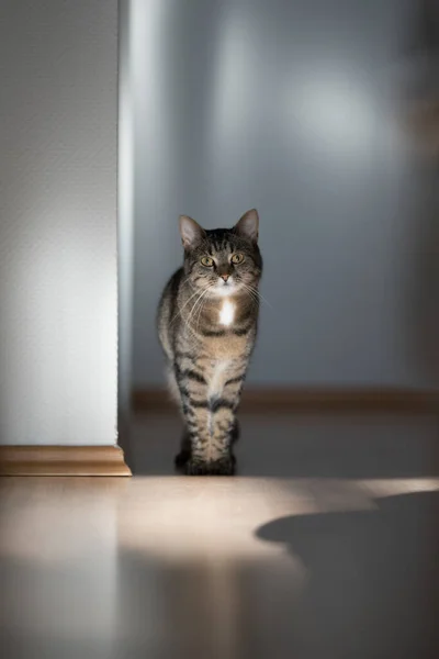 Gato de pie en la luz del sol —  Fotos de Stock