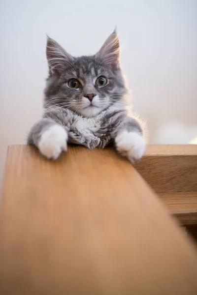 Katze ruht auf Esstisch und blickt nach unten — Stockfoto