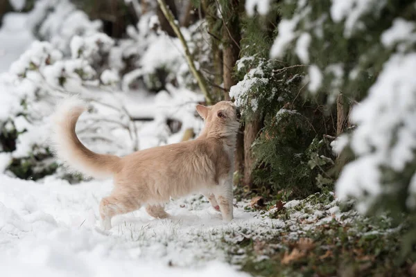 Kat ruikend op besneeuwde struiken — Stockfoto