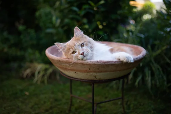 Gato descansando en maceta — Foto de Stock