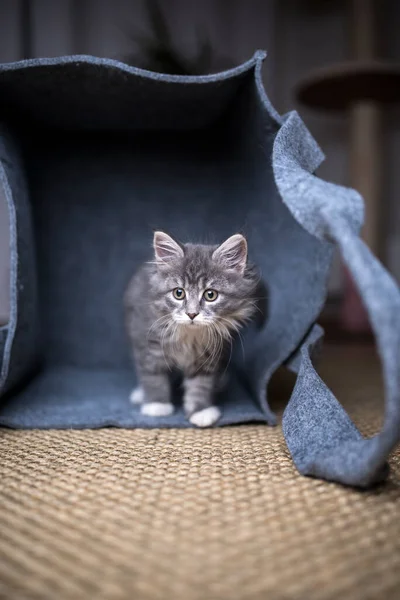 Malé koťátko v plstěném sáčku — Stock fotografie