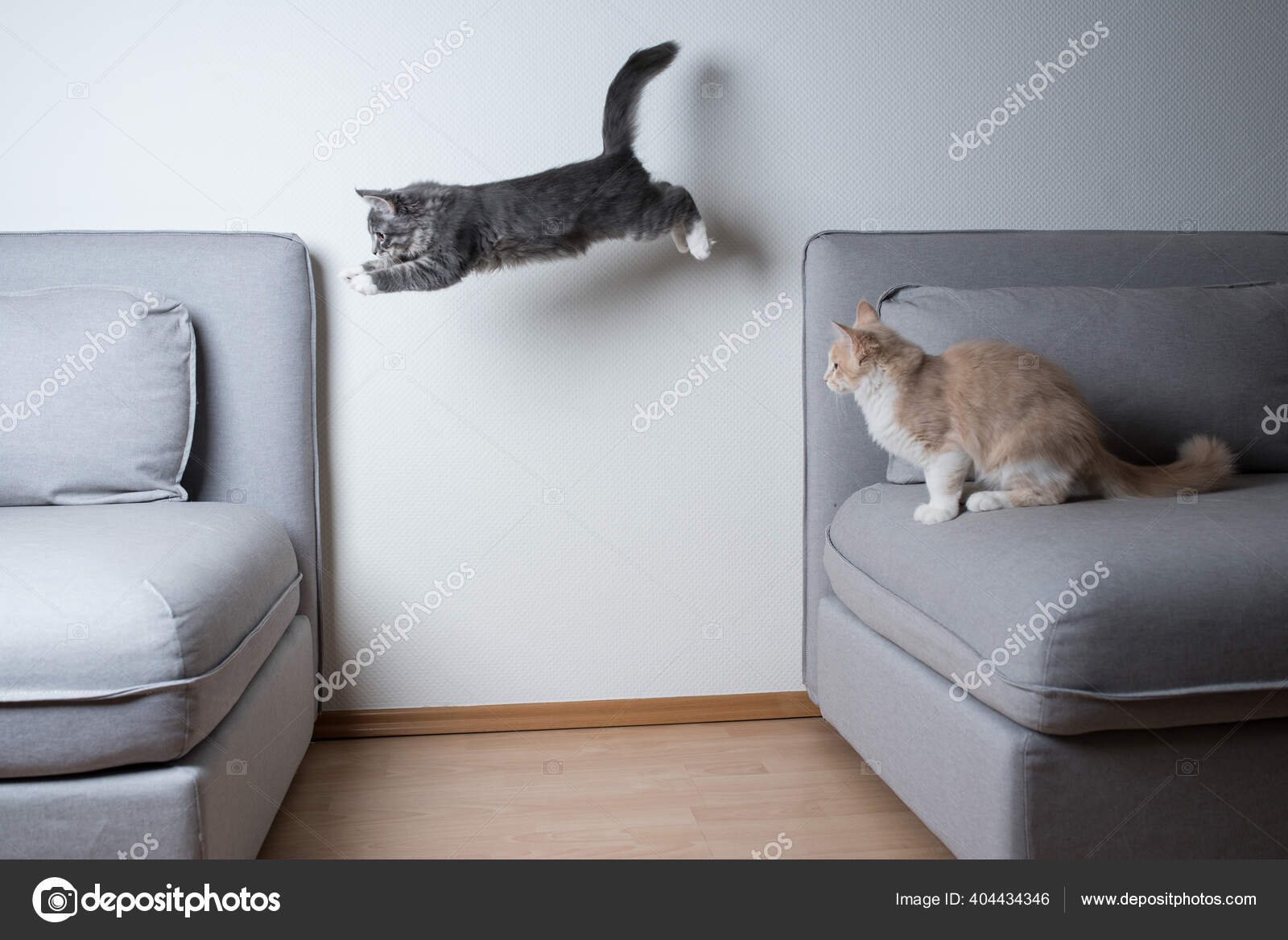 Gatos brincalhões pulando no sofá — Foto © FurryFritz #404434346, image size:1600x1168