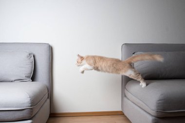 Kanepenin üzerinden atlayan şakacı kedi
