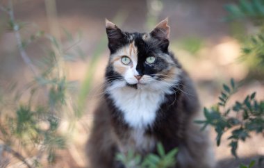 Güzel Calico sokak kedisi Mallorca 'da