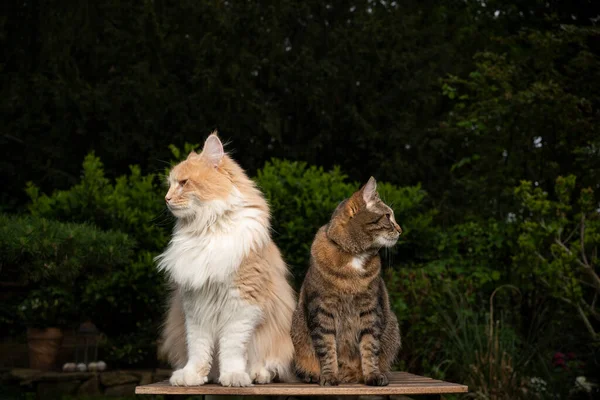 Duas raças de gatos diferentes lado a lado — Fotografia de Stock