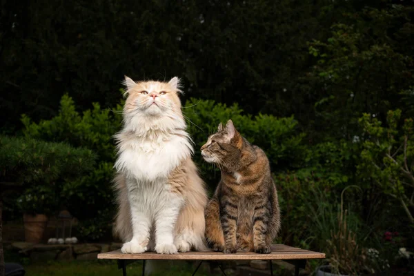 두 종류의 고양이 나란 히 번식 한다 — 스톡 사진
