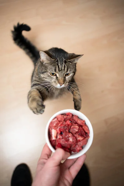 raw feeding tabby cat with beef