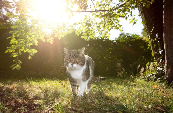 Gato ao ar livre em luz solar natural — Fotografia de Stock