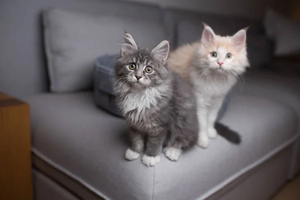 Két aranyos kiscica a kanapén — Stock Fotó