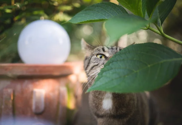 Tabby Macska szaga zöld levél — Stock Fotó