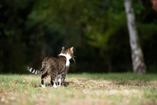 cat looking at garden view