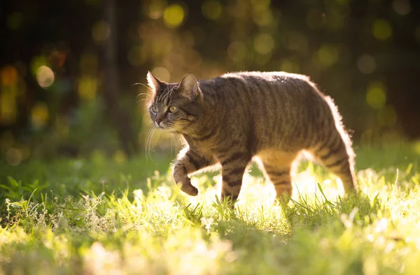 Tabby shorthair cat walking in sunlight — Stock Photo, Image