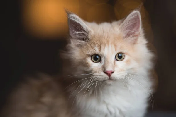 보케등 앞에 있는 귀여운 새끼 고양이 — 스톡 사진