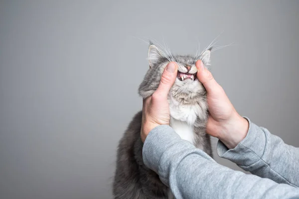 Exame de dentes de gato pelo proprietário — Fotografia de Stock