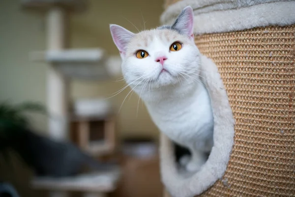Бріт короткошерстий кіт всередині дряпається ствол, дивлячись на — стокове фото
