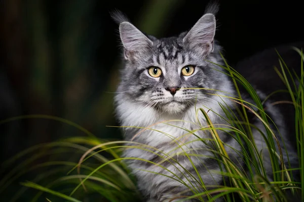 Котяча кішка в природі вночі — стокове фото