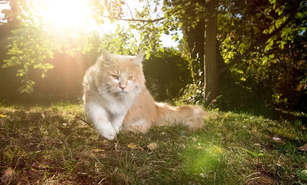 Maine coon gato ao ar livre na luz do sol — Fotografia de Stock