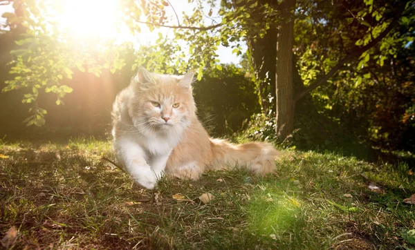 海燕猫在阳光下露宿 — 图库照片