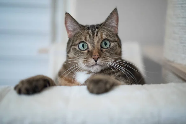 Игривая кошка Тэбби — стоковое фото