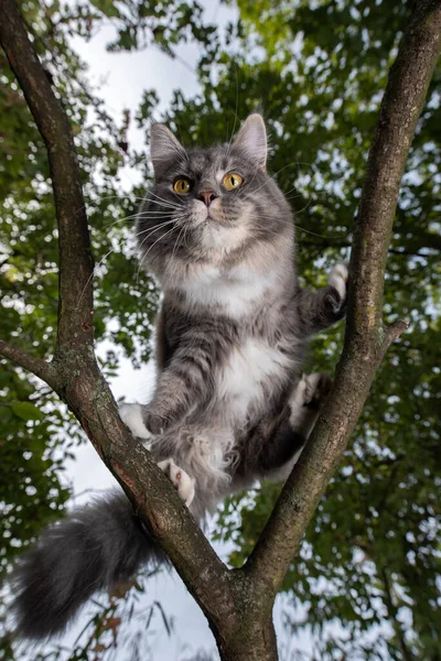 Gato escalando en árbol en la naturaleza — Foto de Stock