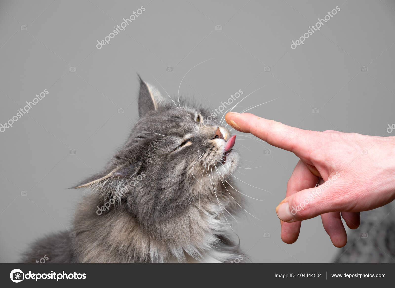 Niedliche graue Katze leckt Finger – Stockfoto © FurryFritz #404444504, image size:1600x1167