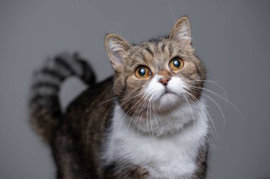 İngiliz Shortair Kedi Stüdyosu Portresi