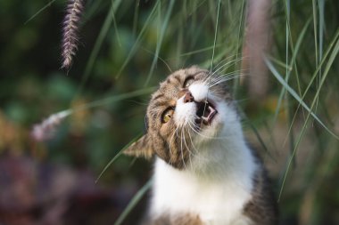 Şirin kedi dışarıda ot yiyor.