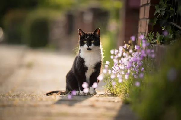 Cat on the sidewalk — Stock Photo, Image