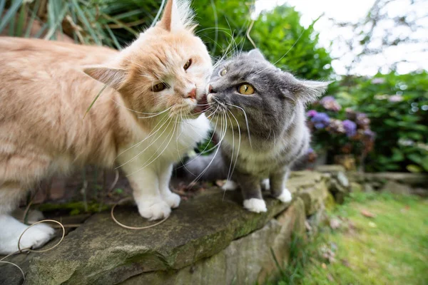 Gatos gananciosos por guloseimas beijando — Fotografia de Stock