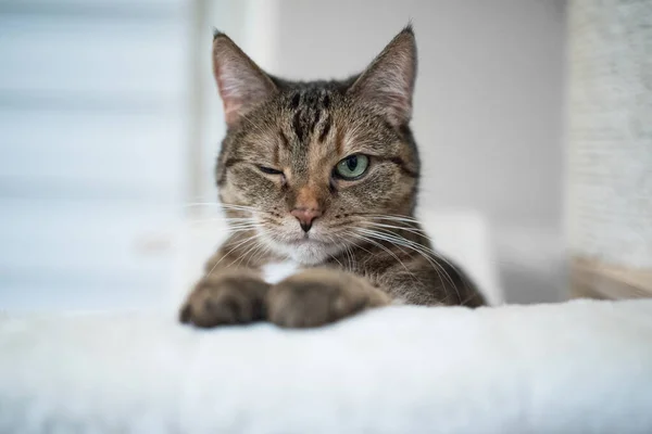 Tatlı tekir kedi göz kırpıyor. — Stok fotoğraf