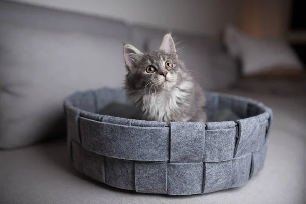 Söt kattunge i husdjurssäng — Stockfoto