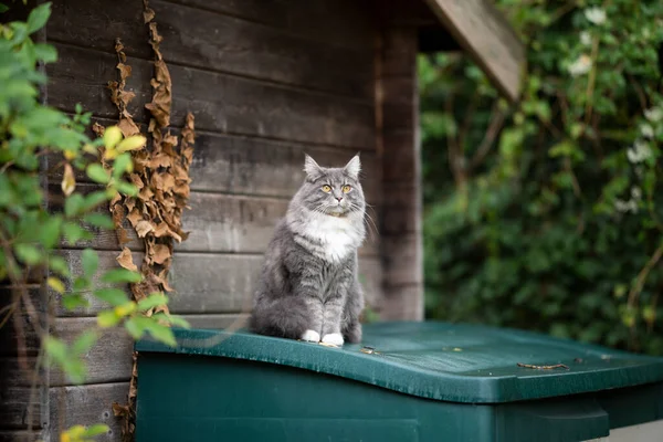 Kočka venku na dvorku — Stock fotografie
