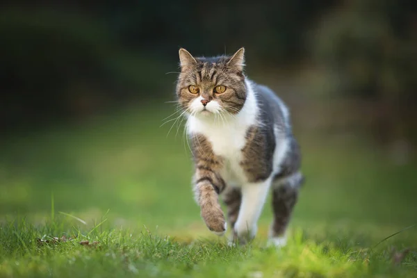 Бегущий кот на зеленой траве — стоковое фото
