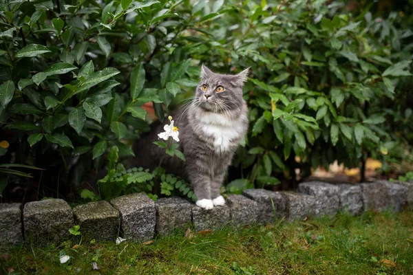 Gato cinza nos arbustos — Fotografia de Stock