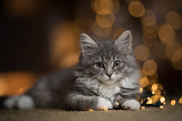 Maine casulo gatinho natal luzes retrato — Fotografia de Stock