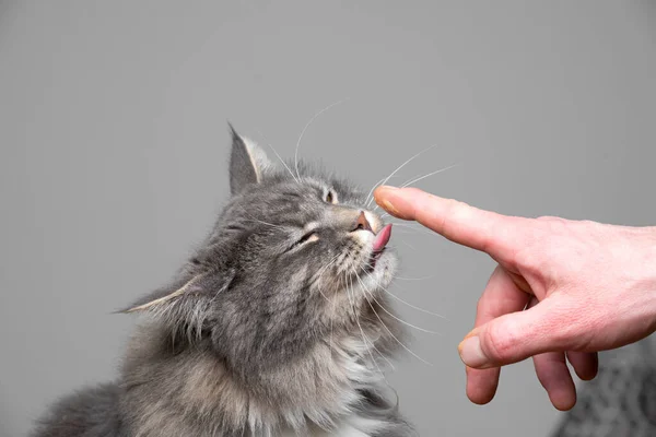 Niedliche graue Katze leckt Finger — Stockfoto