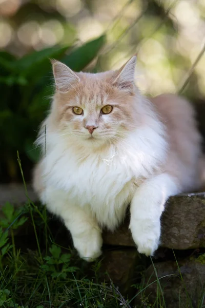 Maine Coon Katze ruht im Garten — Stockfoto