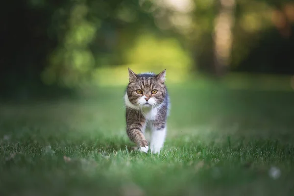 Gatto in giardino camminando verso la macchina fotografica — Foto Stock