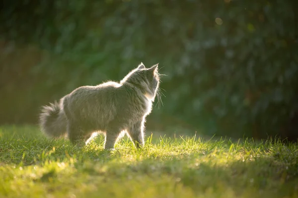 Longhair cat outdoors standing on meadow in sunlight — Stock Photo, Image