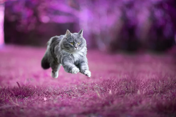 cat running on pink grass jumping