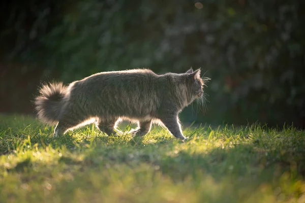 长毛猫在草地上散步 — 图库照片