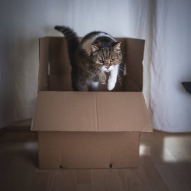 Kedi kutudan fırlıyor.