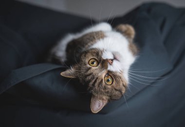 Kedi fasulye çuvalında dinleniyor.