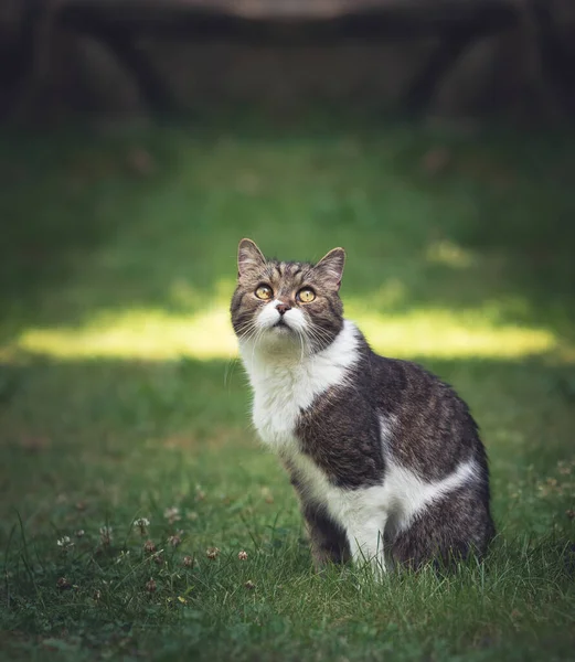 Gestromte weiße Katze auf dem Rasen — Stockfoto