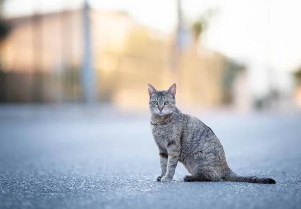 Streunende Katze auf der Straße auf Mallorca — Stockfoto